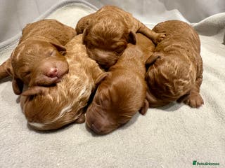 Cavapoo dogs Toy Cavapoo Puppies - Advert 16