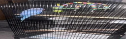 Ringnecks birds for sale: beautiful rare violet indian ringneck parrot in Batley - Advert 4
