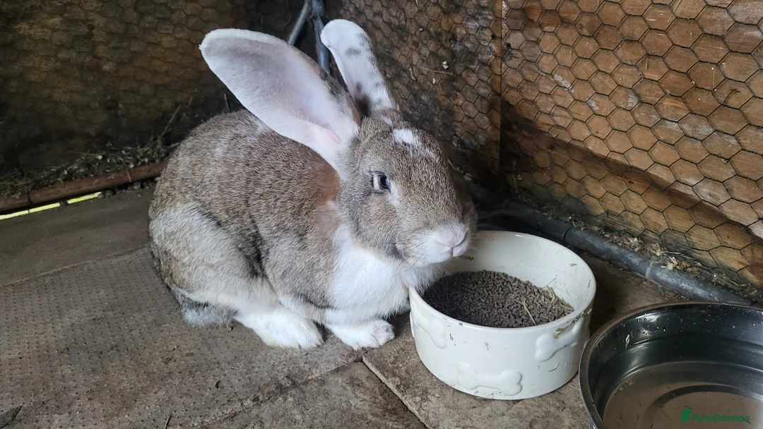 Continental Giant rabbits for sale: Continental giant male and babies  - Advert 1