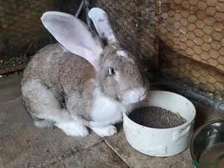 Continental Giant rabbits Continental giant male and babies - Advert 3