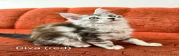 Maine Coon cats for sale: GCCF Registered Maine Coon Kittens Peterborough - Advert 17