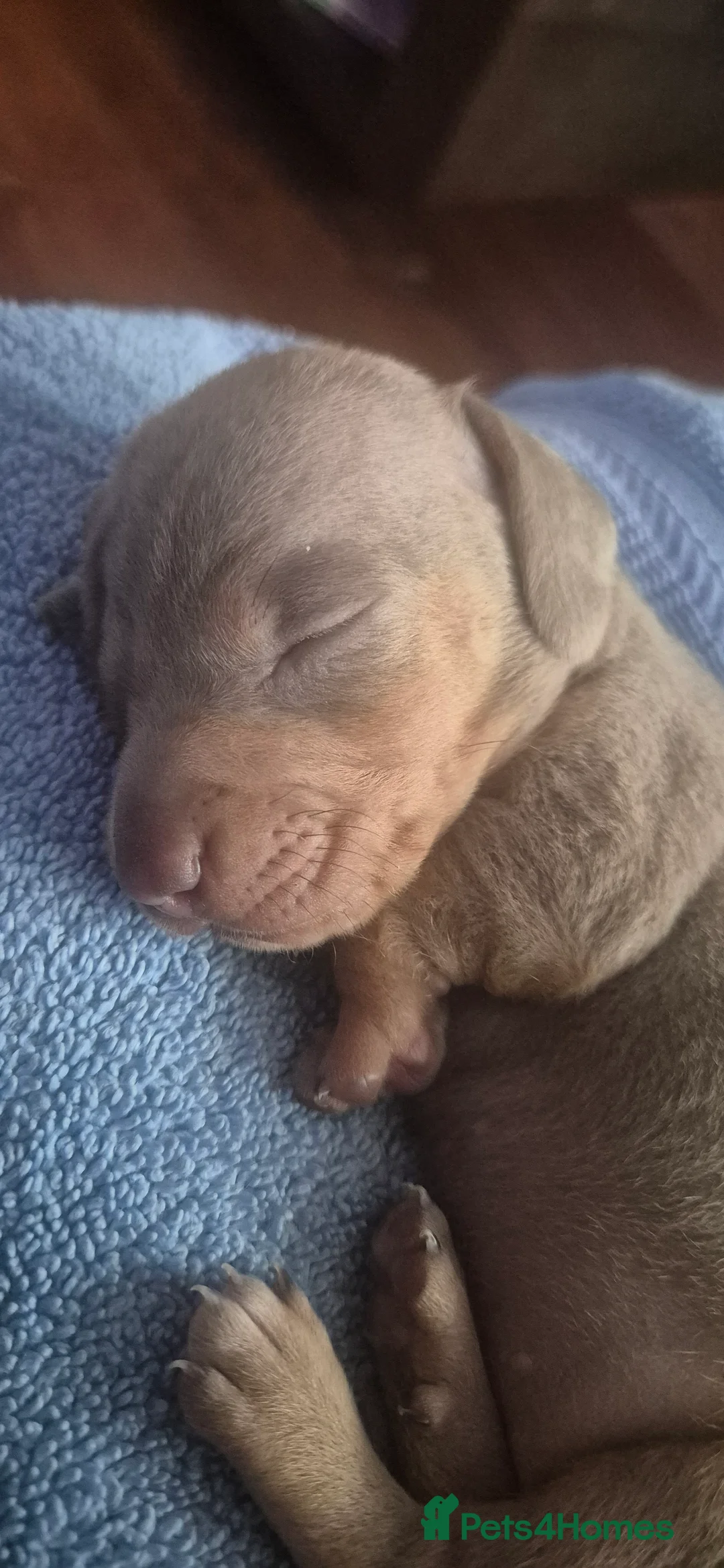Miniature Dachshund dogs for sale: *£650* Miniature Dachshund Ready to go last male - Advert 25