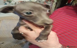 Italian Greyhound dogs for sale: Italian Greyhound Puppies - Image 2