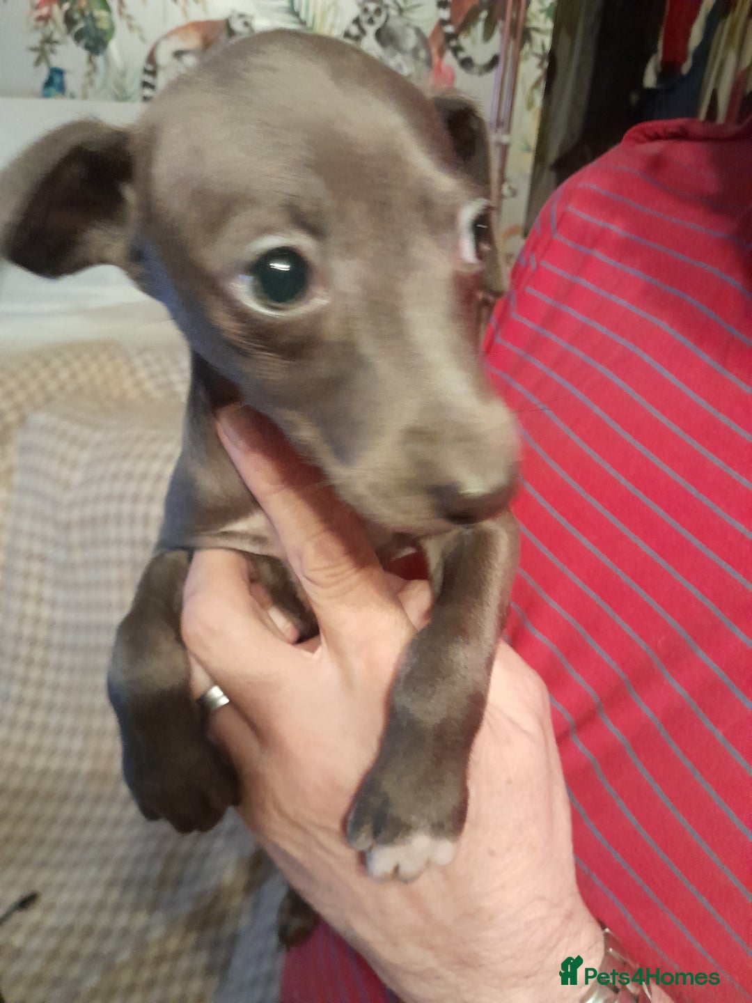 Italian Greyhound dogs for sale: Italian Greyhound Puppies - Image 2