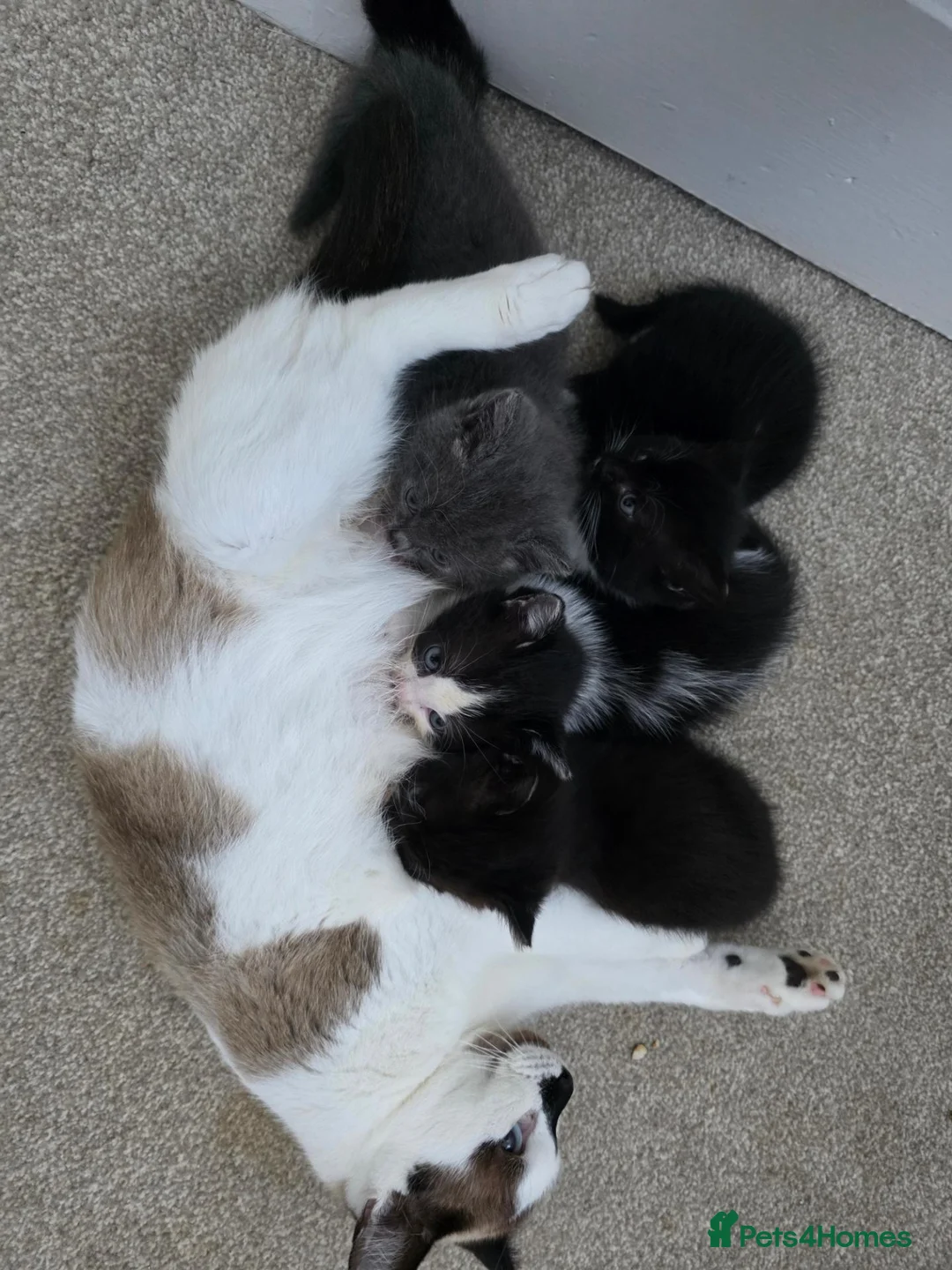 Mixed Breed cats for sale: 5 beutiful half ragdoll cross British shorthair - Advert 2