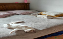 Ragdoll cats for sale: Rag doll kitten  - Image 9
