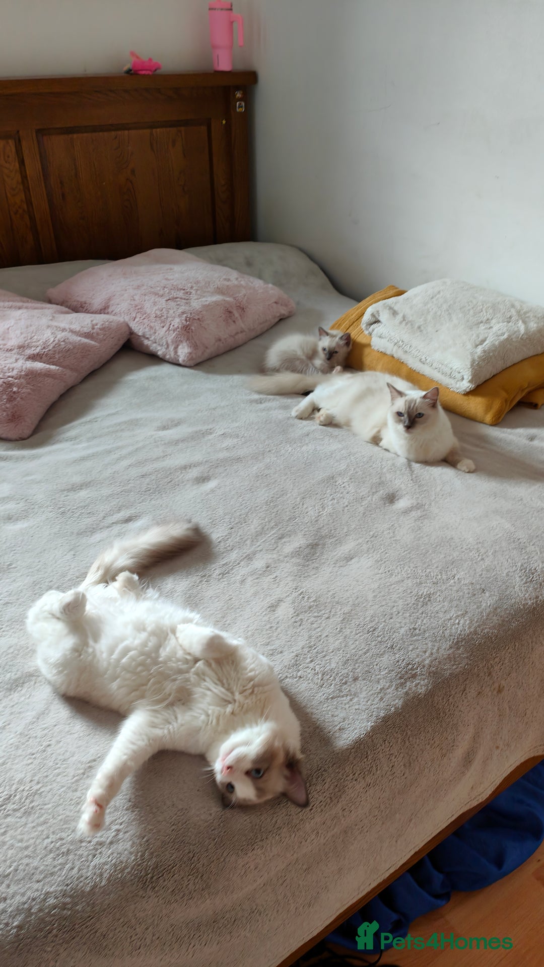 Ragdoll cats for sale: Rag doll kitten  - Image 9