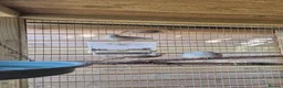 Finches birds for sale: Baby finches for sale - Advert 4
