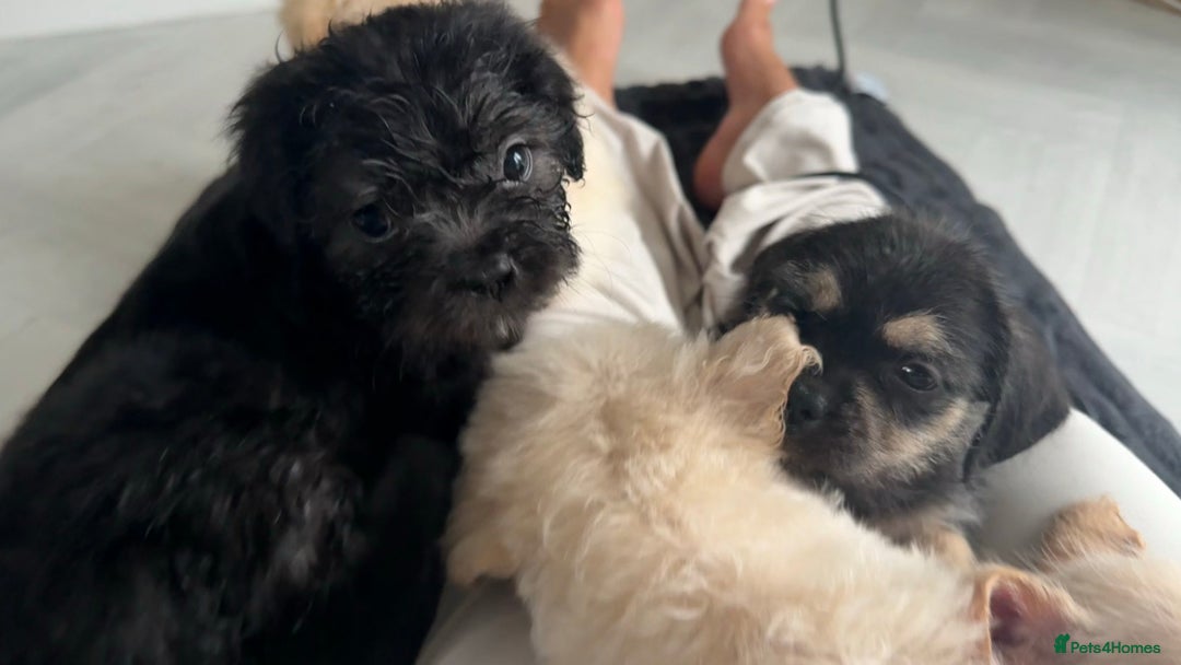 Mixed Breed dogs for sale: 6 fluffy frenchie cross puppies - Image 17