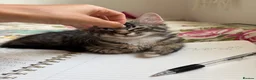 Mixed Breed cats for sale: Rehome beautiful sweet Kitty in London - Advert 4