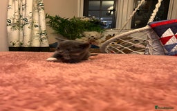 Domestic Shorthair cats for sale: Russian blue mix - Advert 5
