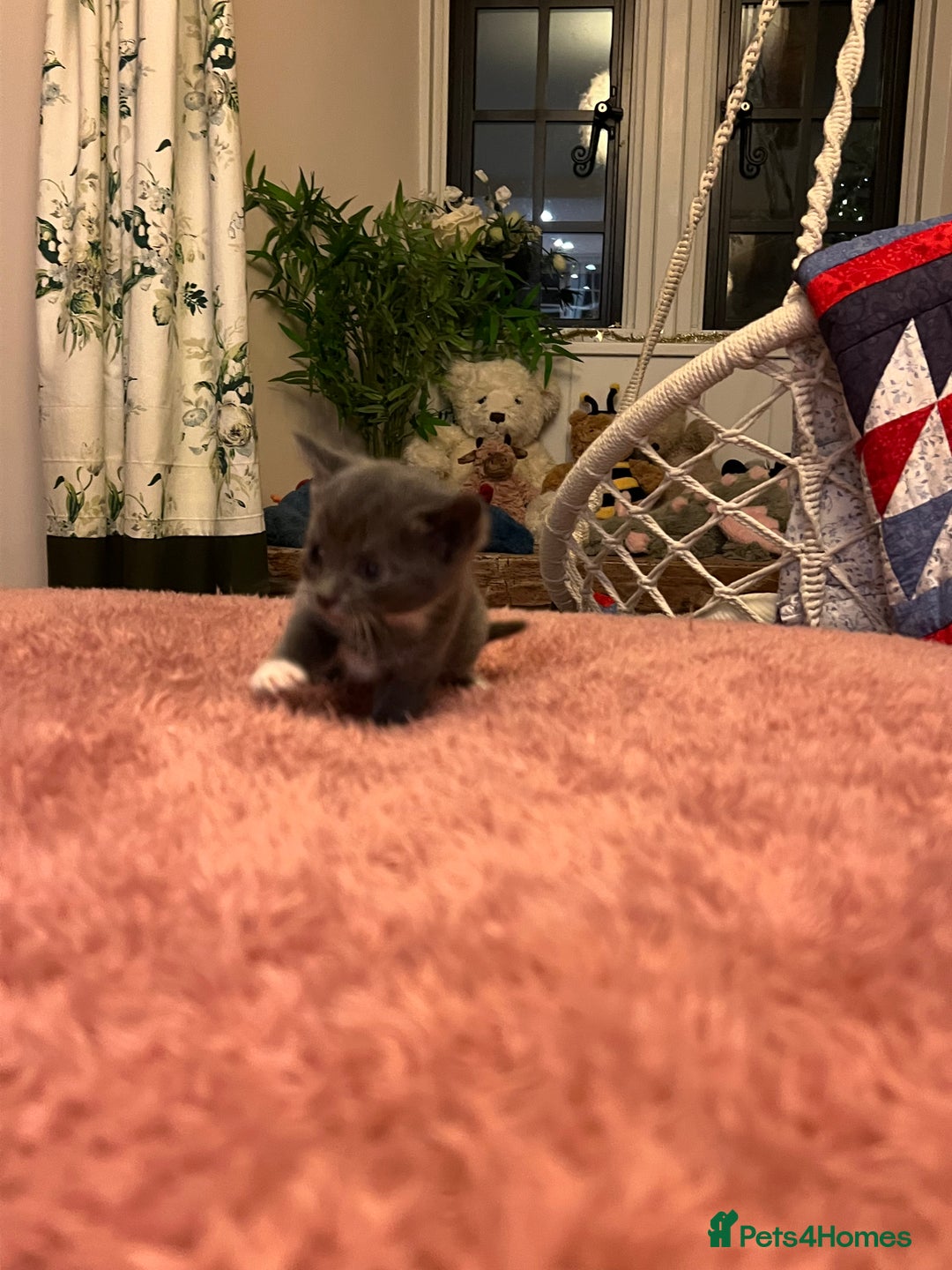 Domestic Shorthair cats for sale: Russian blue mix - Advert 5
