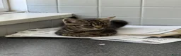 Mixed Breed cats for sale: Adorable tabby and grey kittens - Advert 4