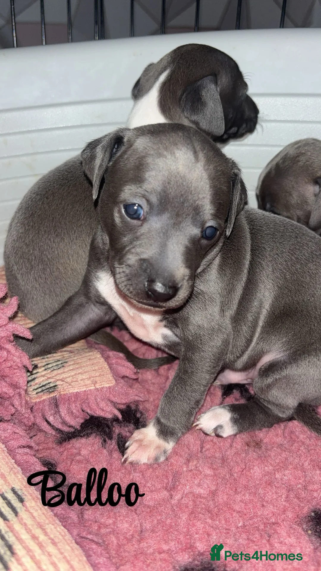 Italian Greyhound dogs for sale: 3 Stunning Italian greyhound puppies🐾💙💕  - Advert 6