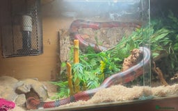 Milk Snake reptiles for sale: Fully grown Honduran milk snake + vivarium set up - Image 5