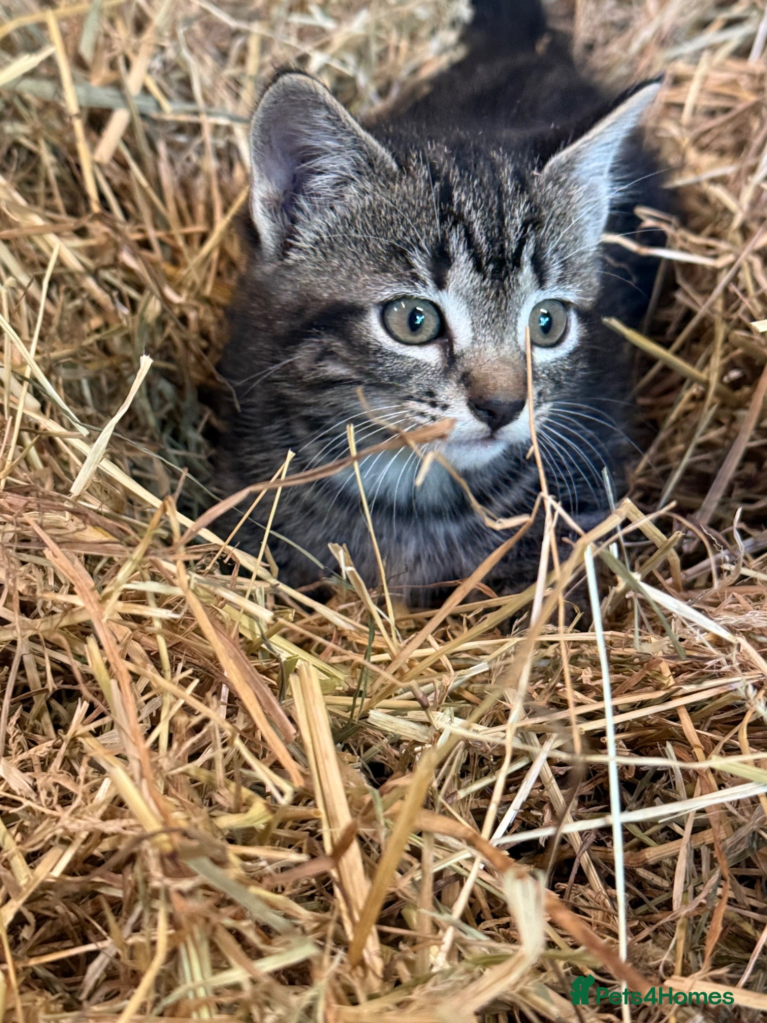 Mixed Breed cats for sale: 1 Female Kitten for sale  - Advert 3