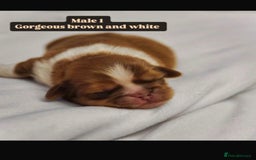 Shih Tzu dogs for sale: Shihtzu imperial - Advert 14