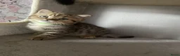 British Shorthair cats for sale: British Short Hair Kittens Purebred - Advert 15