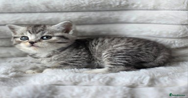 British Shorthair cats - Advert 9