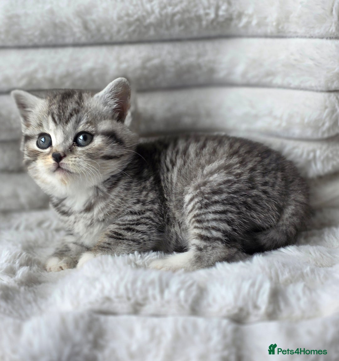 British Shorthair cats for sale: Gorgeous British Short-hair cross Kittens  - Image 2