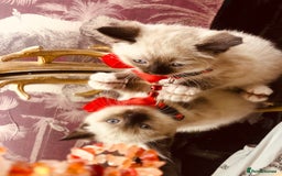 Ragdoll cats for sale: Ragdoll kittens  - Advert 1