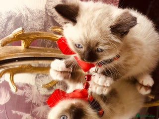 Ragdoll cats Ragdoll kittens - Advert 17