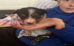 Border Collie dogs for sale: Boarder collie puppies  - Image 13