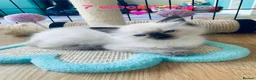 Ragdoll cats for sale: 🐾  Adorable Ragdoll Kittens 🐾 - Advert 6