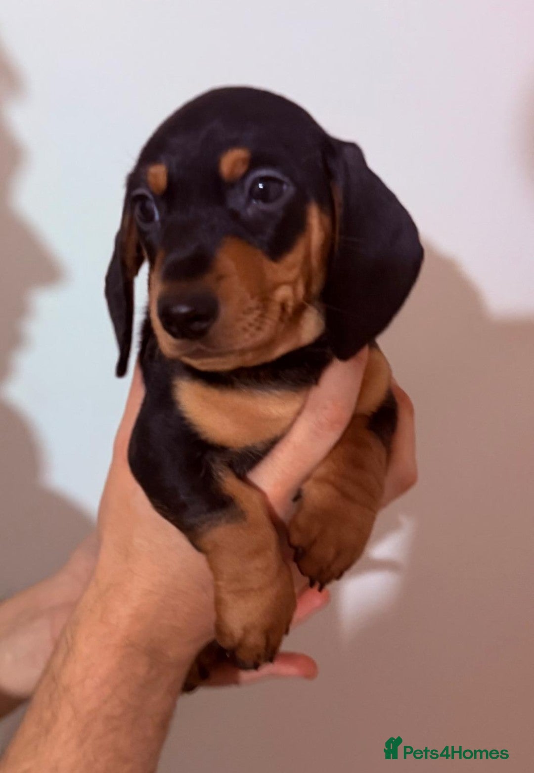 Miniature Dachshund dogs Miniature Dachshund puppys ready now  - Advert 2