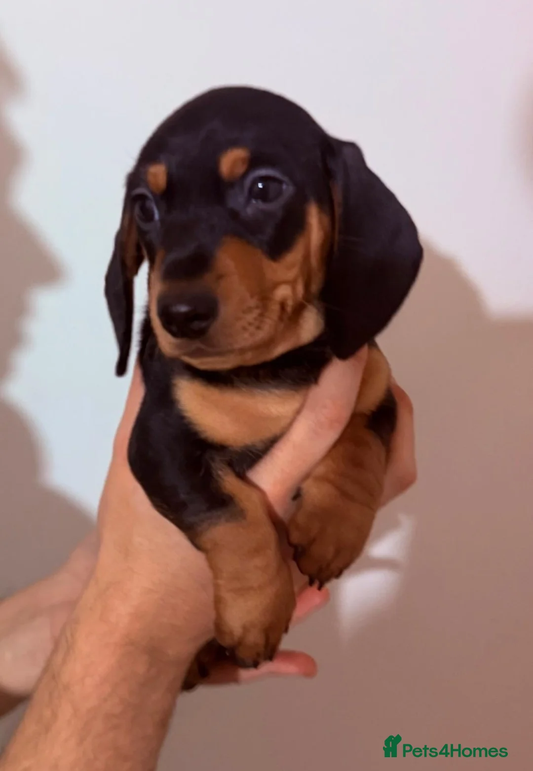 Miniature Dachshund dogs for sale: Miniature Dachshund puppys ready now  - Advert 2