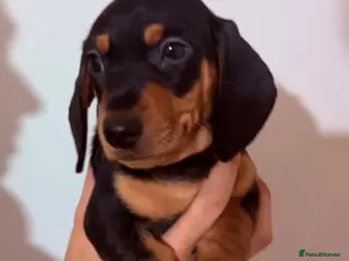 Miniature Dachshund dogs Miniature Dachshund puppys ready now - Advert 2