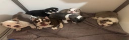 Mixed Breed dogs for sale: Bulldog puppies  - Advert 13