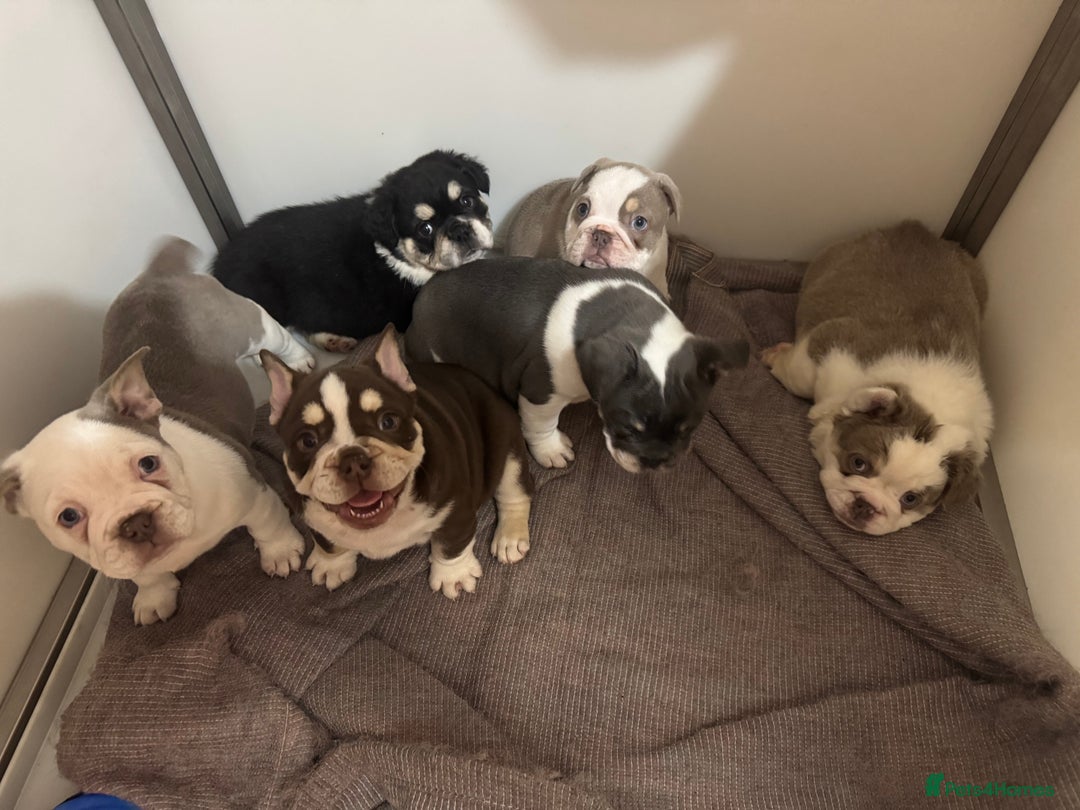 Mixed Breed dogs for sale: Bulldog puppies  - Advert 13