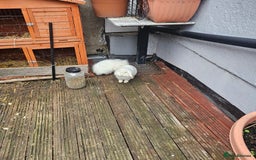 Lionhead rabbits for sale: Lionhead rabbit  - Image 4