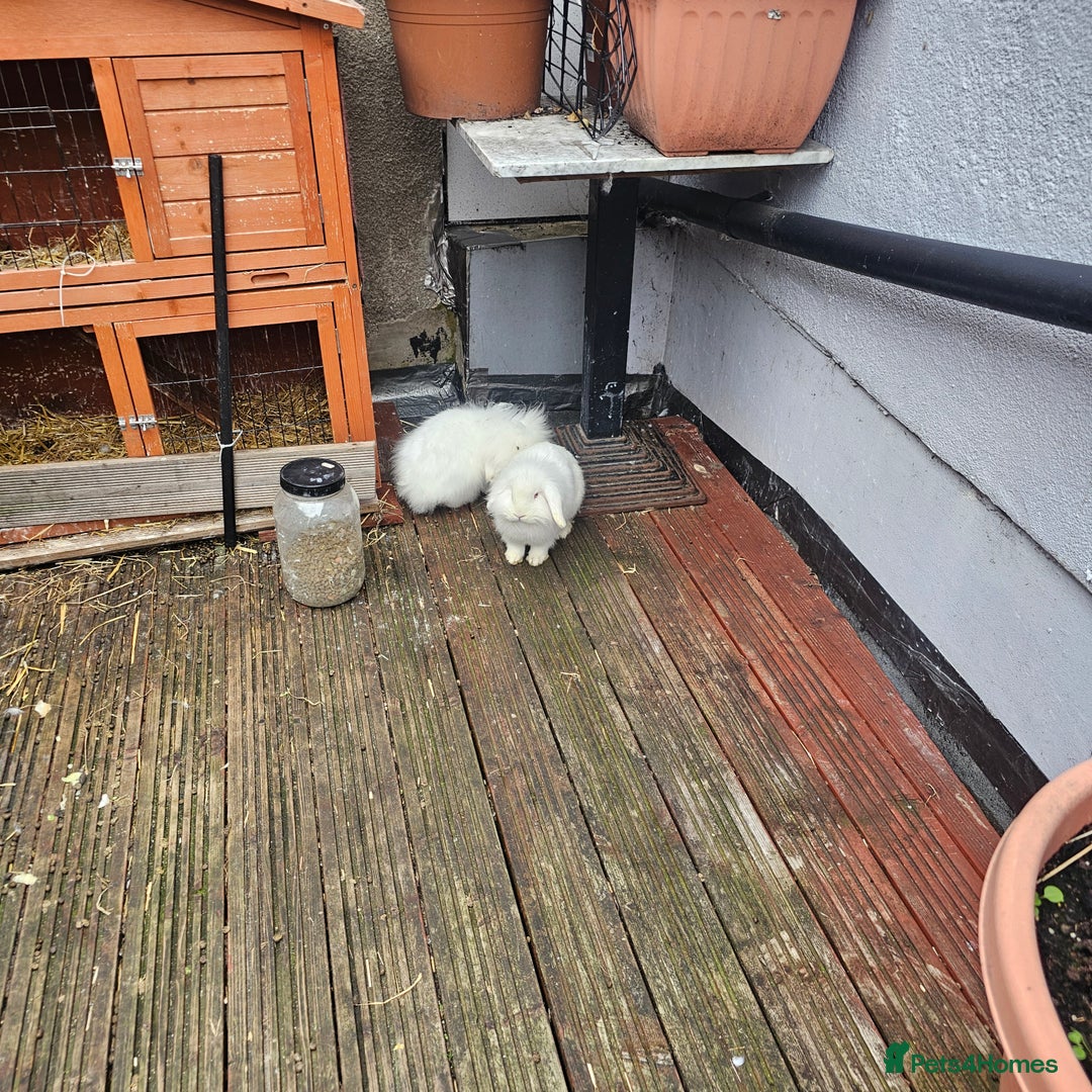 Lionhead rabbits for sale: Lionhead rabbit  - Image 4