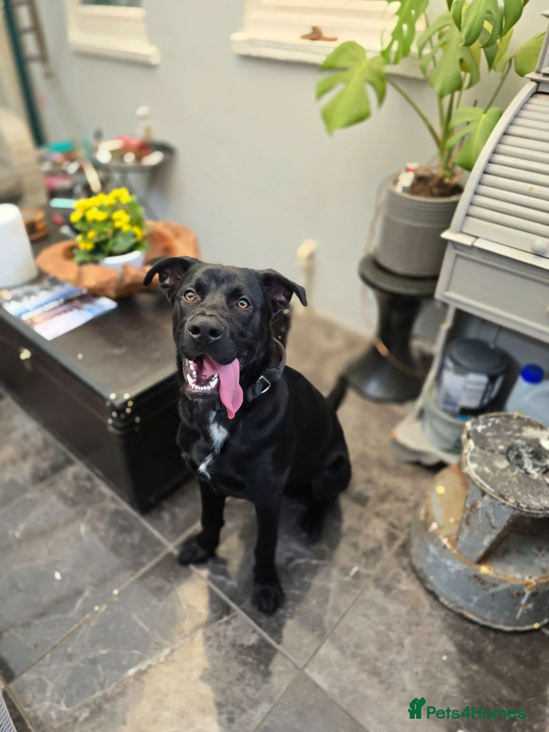 Mixed Breed dogs for sale: Rottie x gsd  in Stevenage - Advert 1