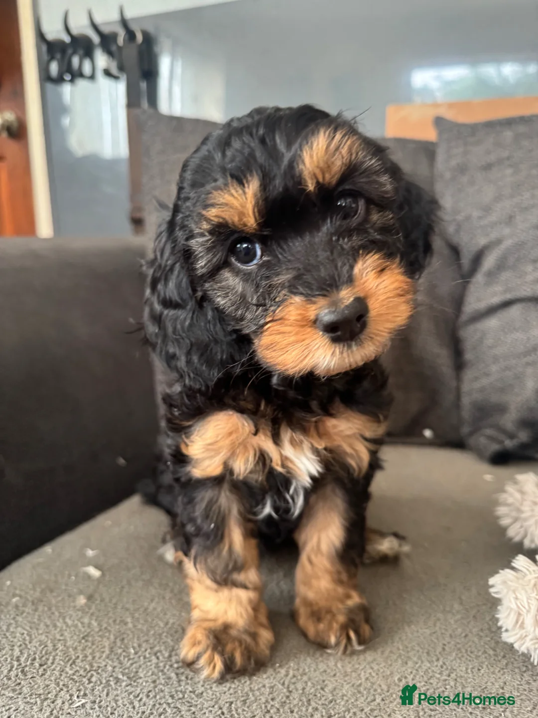 Cockapoo dogs for sale: Cockapoo Puppies - Advert 1