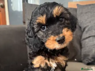 Cockapoo dogs Cockapoo Puppies - Advert 9