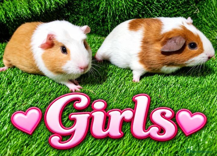 Guinea Pig rodents Girls and boys plus Abyssinian boys - Advert 2