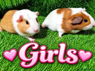 Guinea Pig rodents Girls and boys plus Abyssinian boys - Advert 2