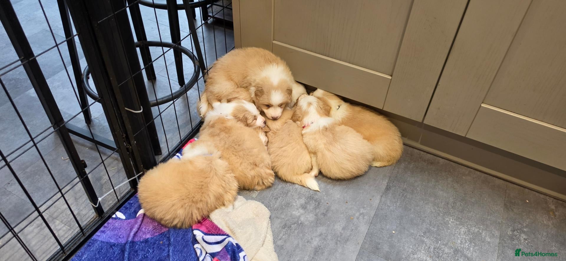 Border Collie dogs Beautiful EE-Red/Golden Long Haired Border Collies - Advert 2