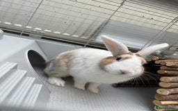 Mixed Breed rabbits for sale: Name caspa - Image 3