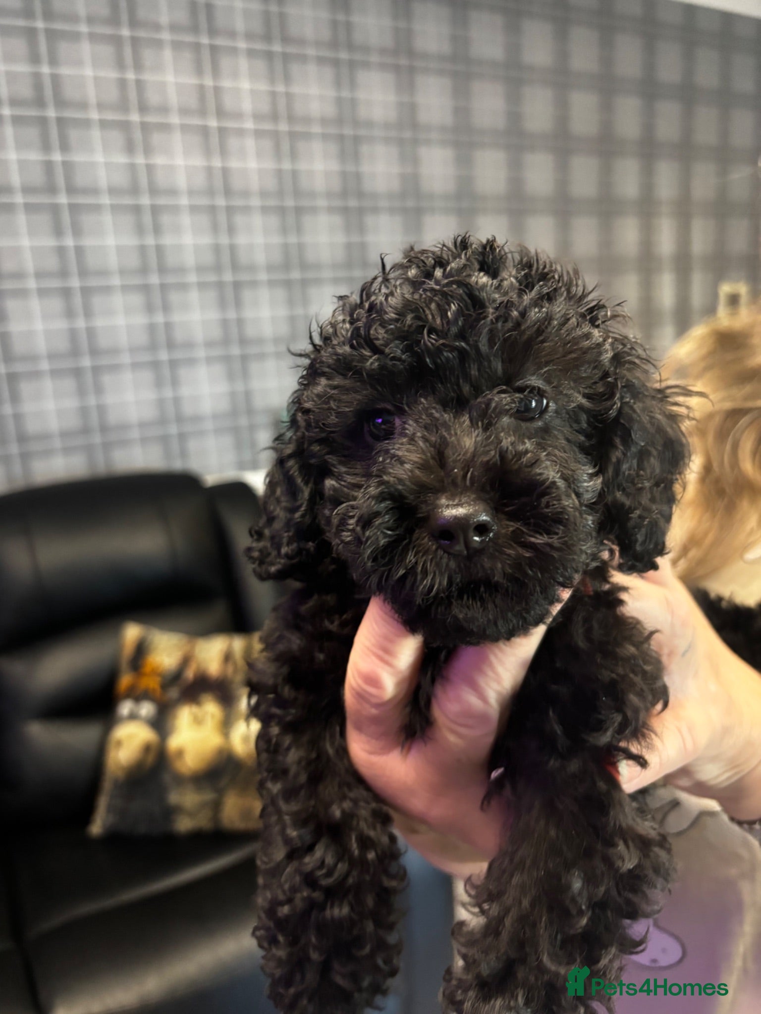 Cavapoo dogs Fb1 Cavapoos £850 dob 12 may  - Advert 1