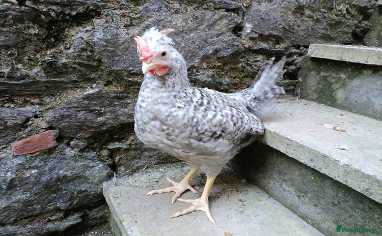 Chickens poultry - Advert 3