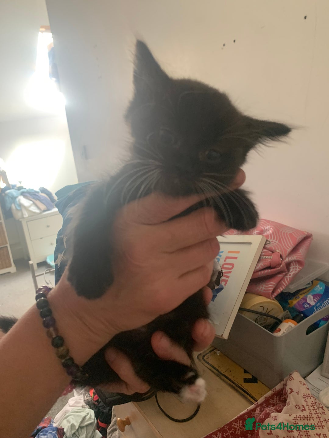 Ragdoll cats for sale: Ragdoll X - Image 5