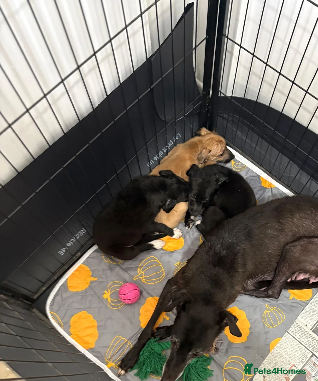 Whippet dogs for sale: Whippet cross  - Advert 13