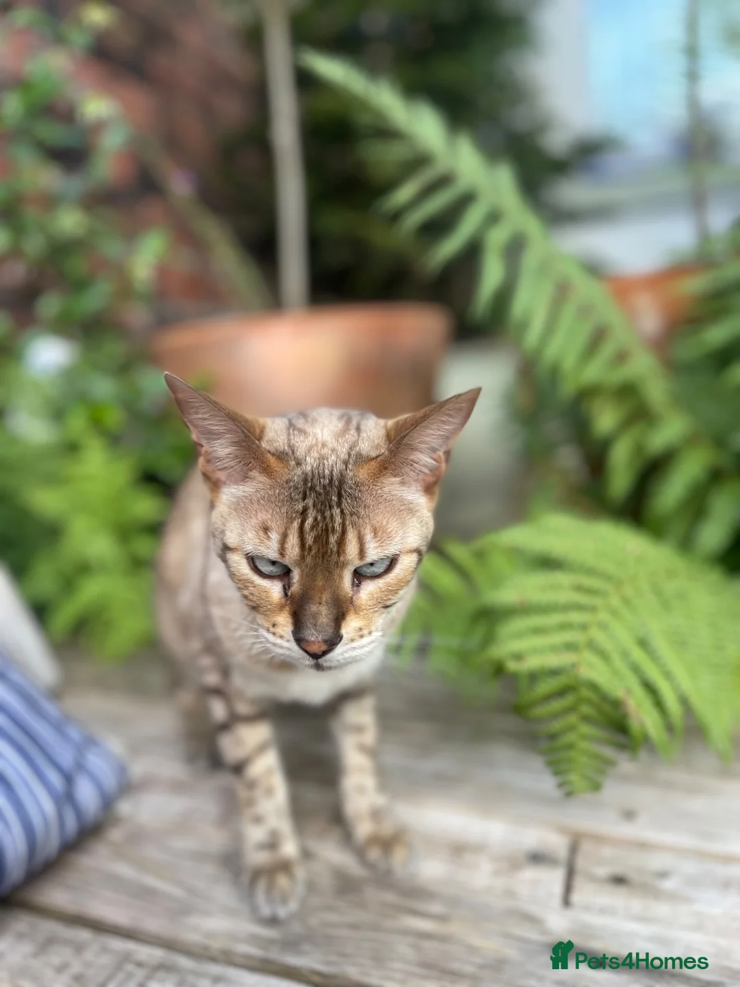 Bengal cats for sale: Female  Bengal  - Advert 10