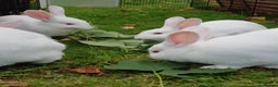 New Zealand rabbits for sale: Gorgeous New Zealand White Bunnies - Advert 4