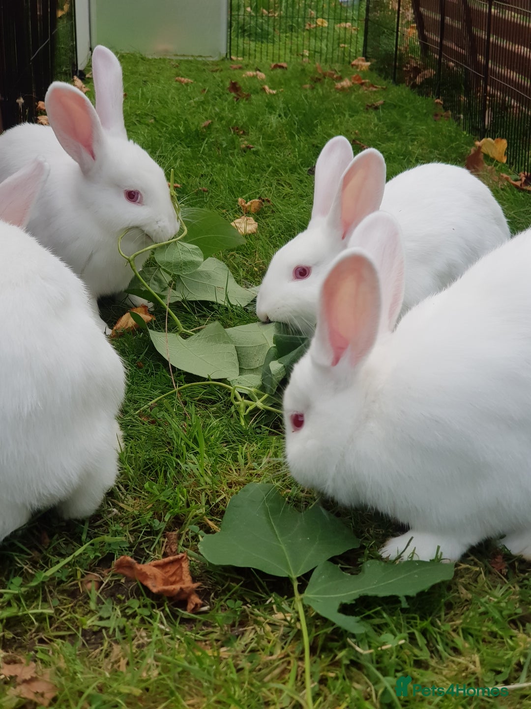 New Zealand rabbits for sale: Gorgeous New Zealand White Bunnies - Image 4