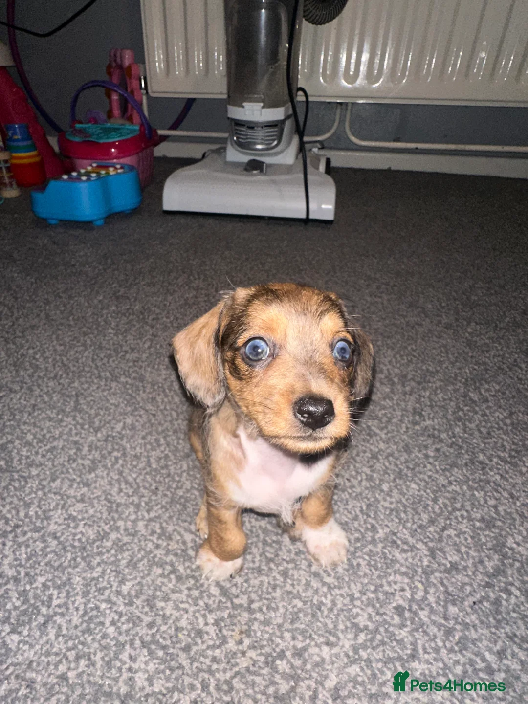 Miniature Dachshund dogs for sale: Miniature daschund  in Tamworth - Advert 6